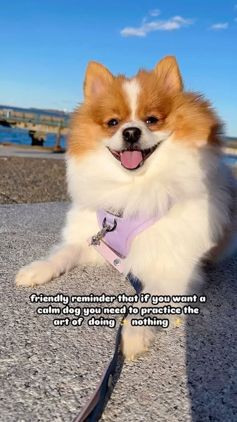 Pomeranian