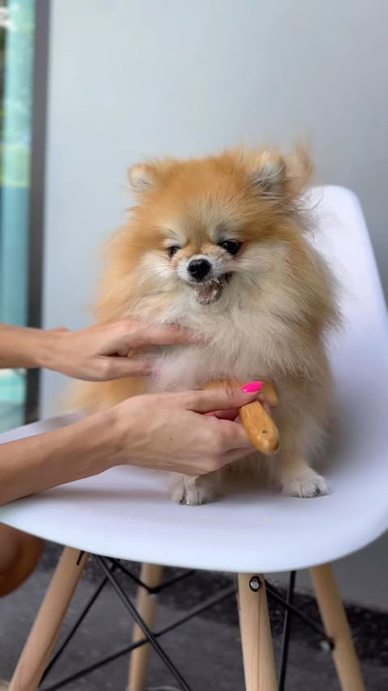 Pomeranian