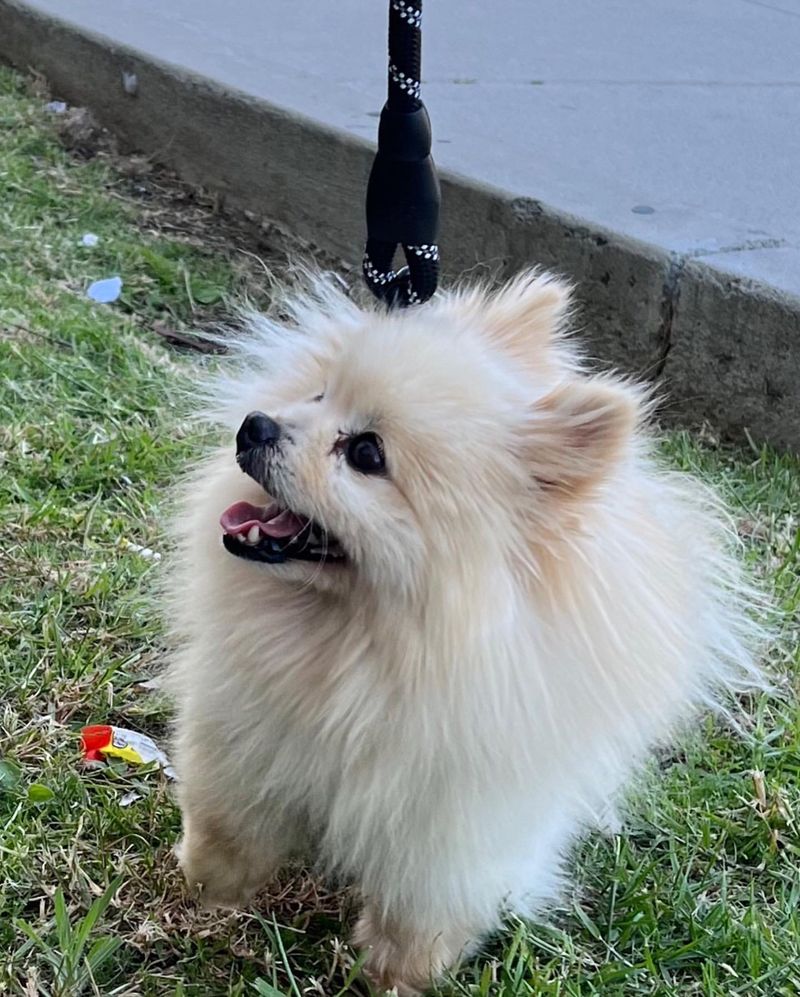 Pomeranian