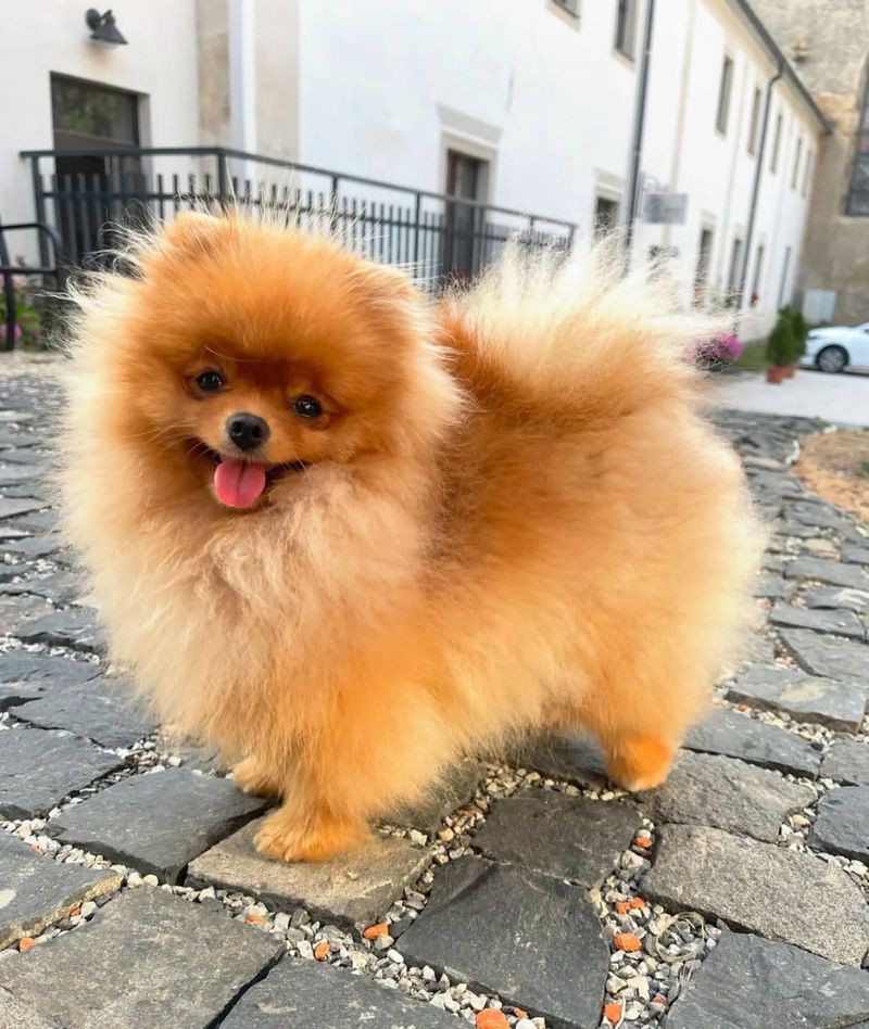 Pomeranian