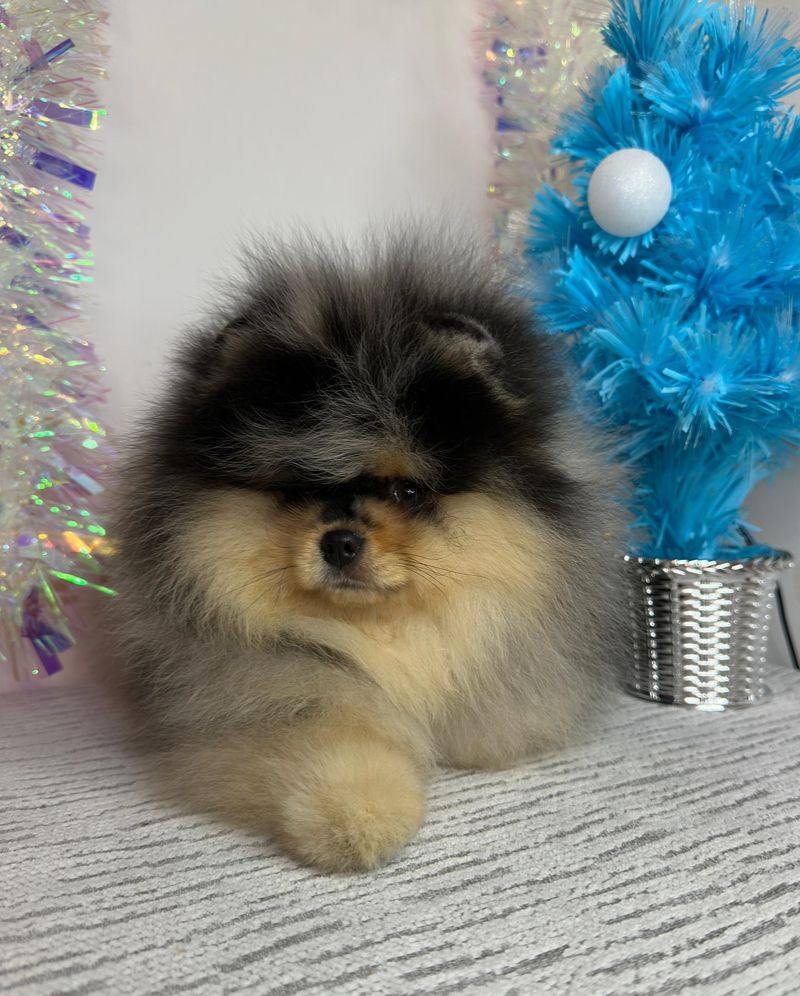 Pomeranian