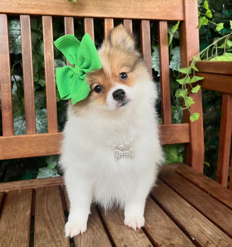 Pomeranian