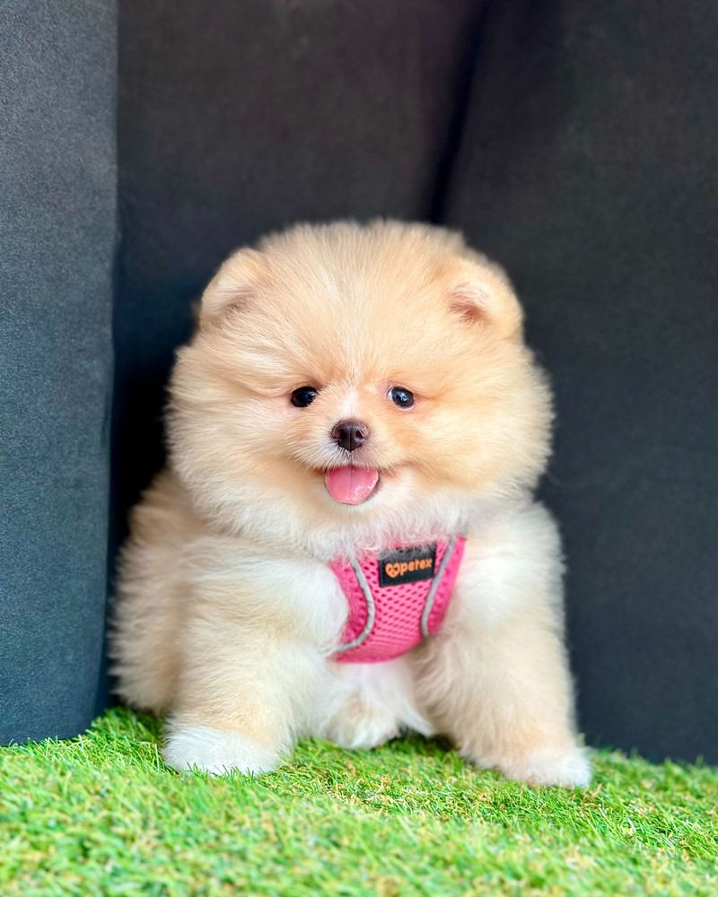 Pomeranian