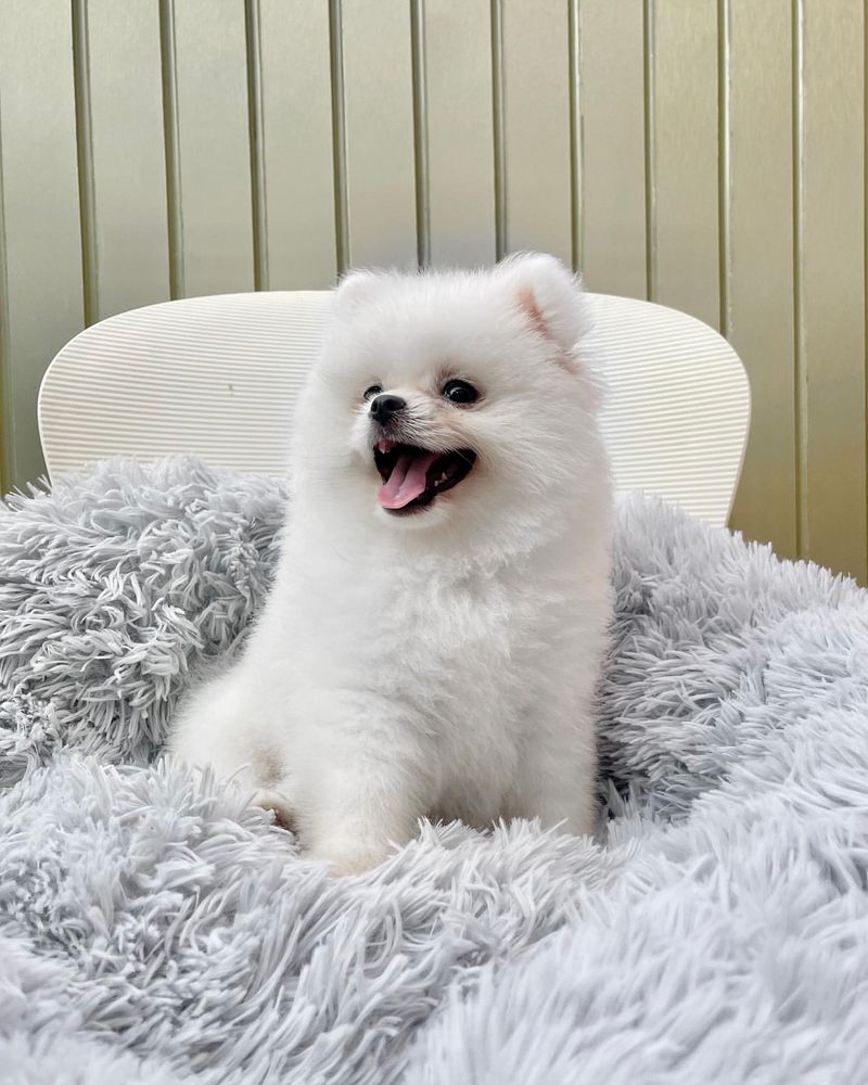 Pomeranian (White)