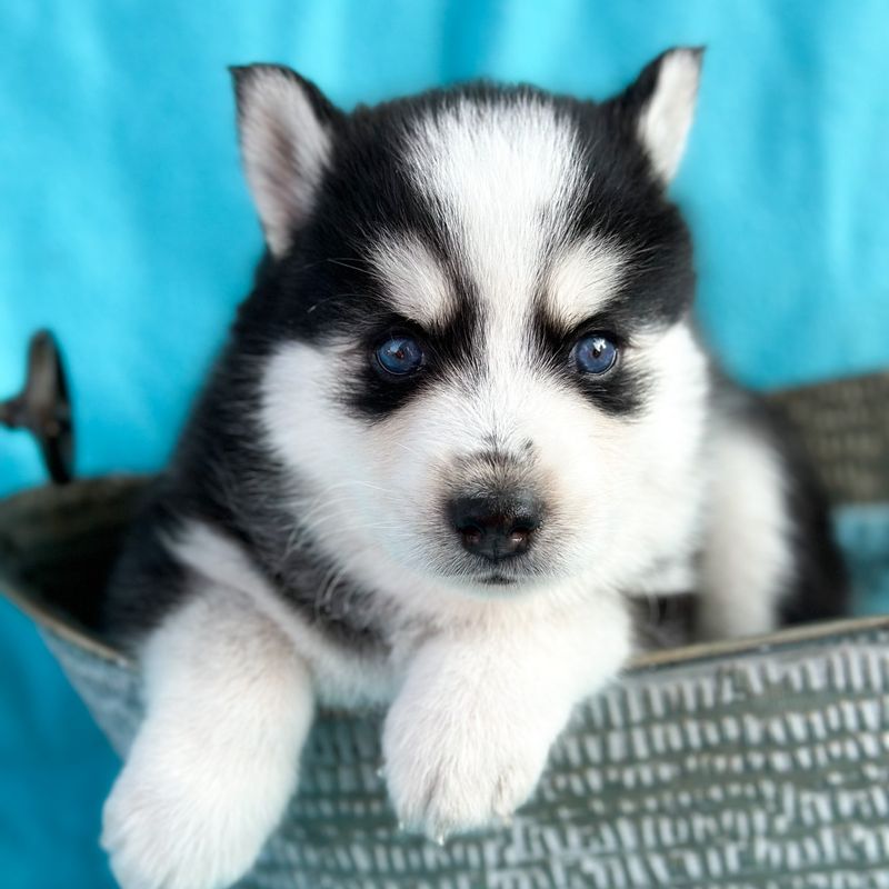 Pomsky