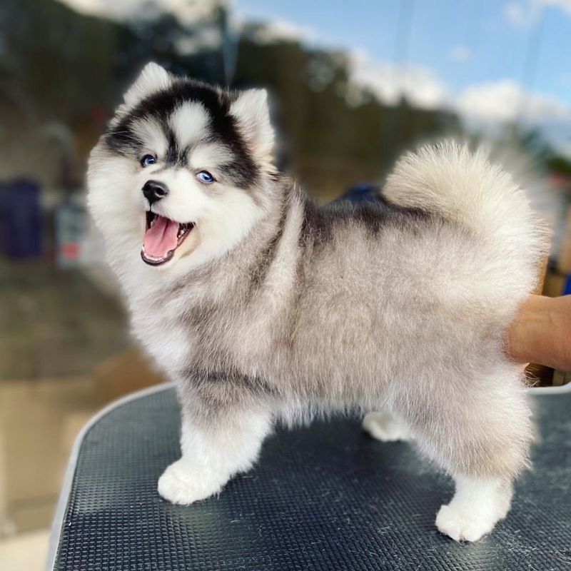 Pomsky