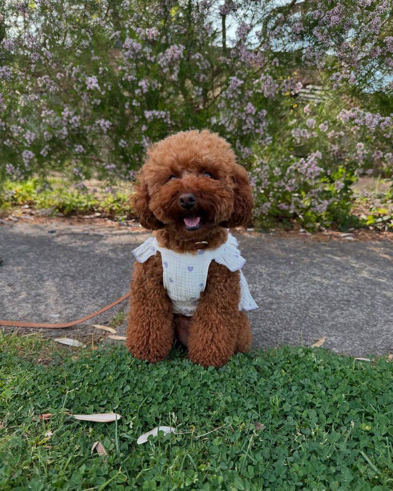 Poodle