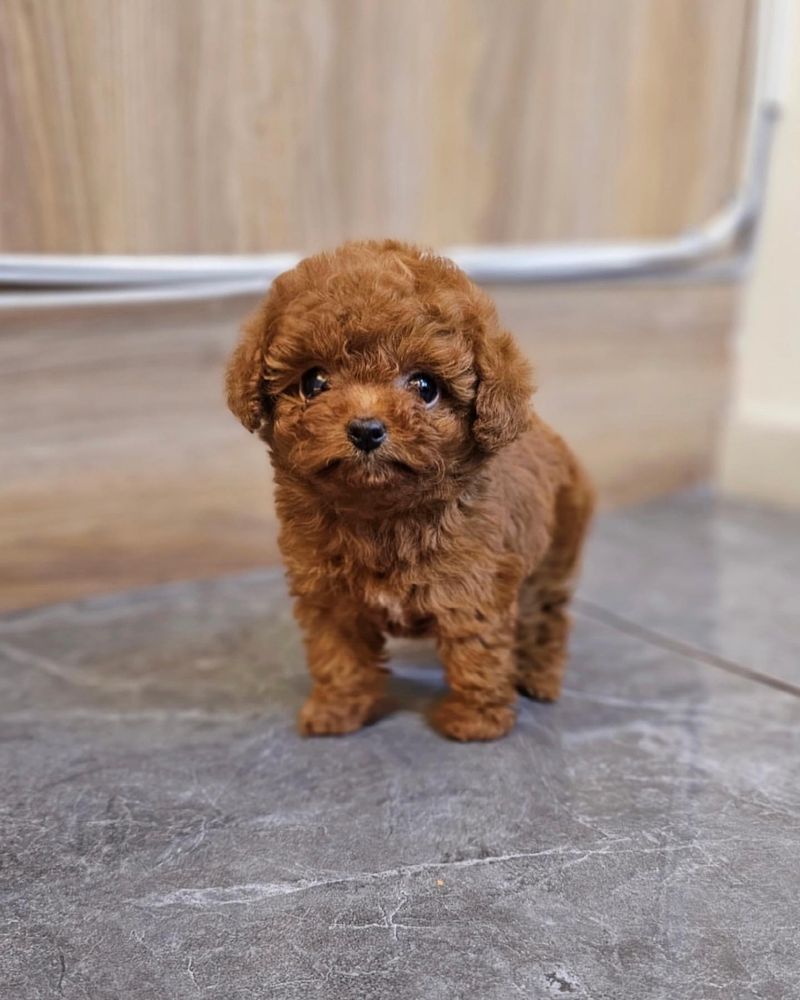 Poodle