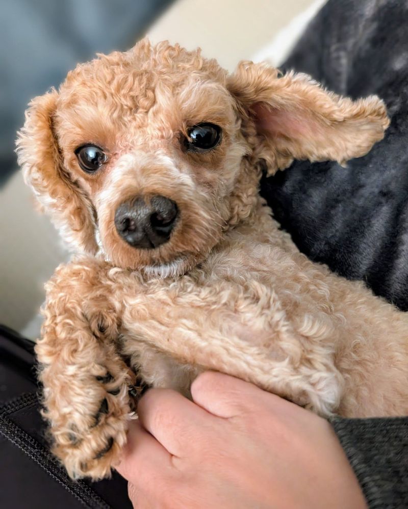 Poodle