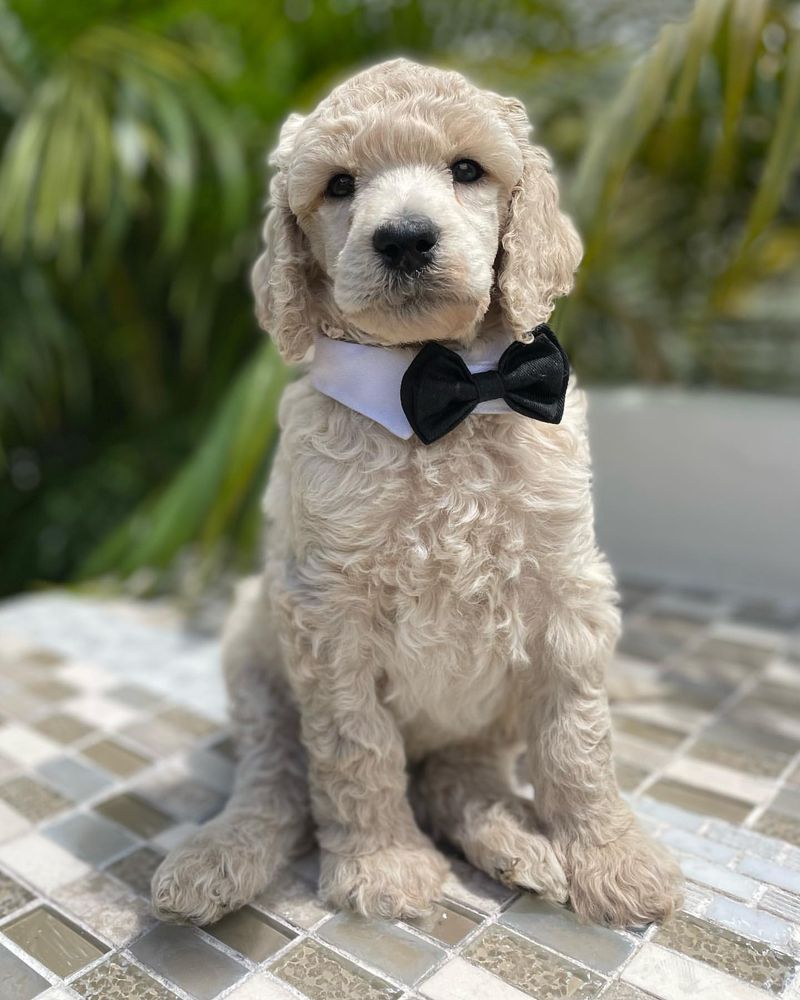Poodle