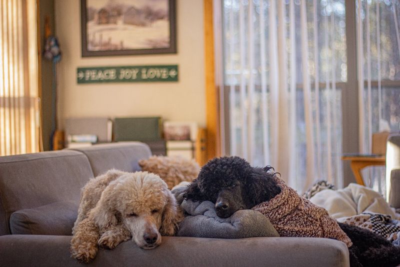 Poodle