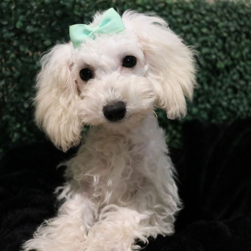 Poodle