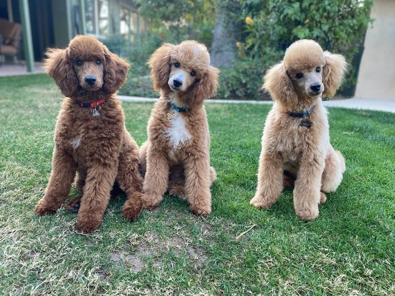 Poodle