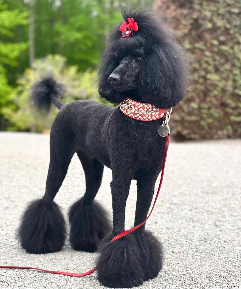 Poodle