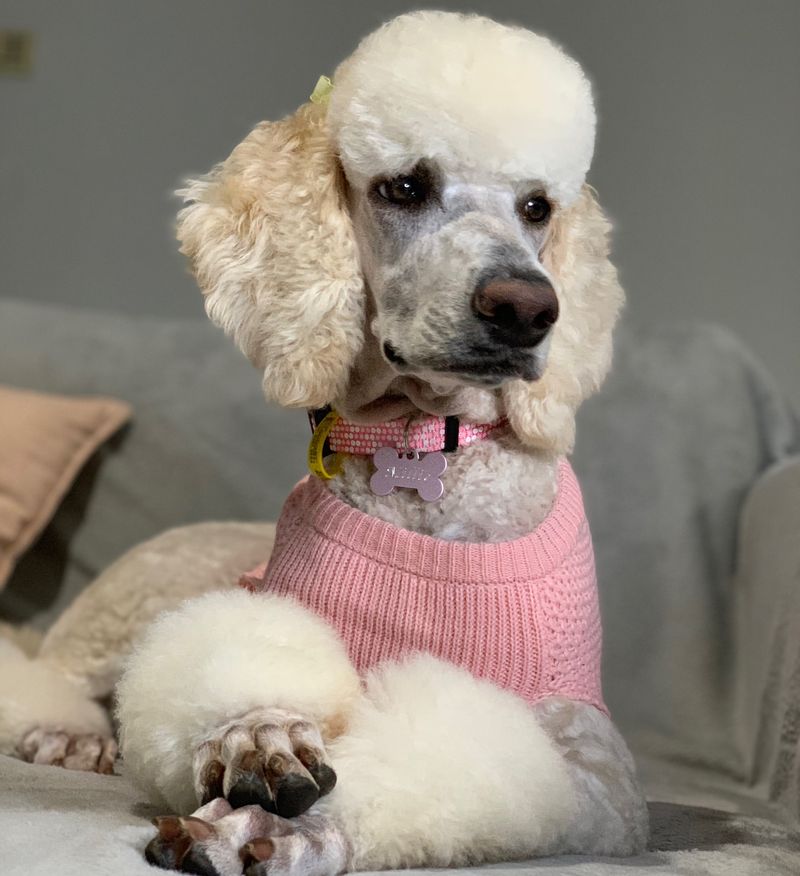 Poodle