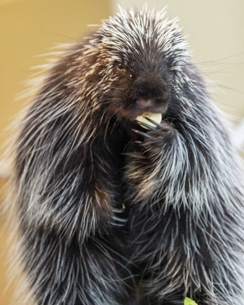 Porcupines