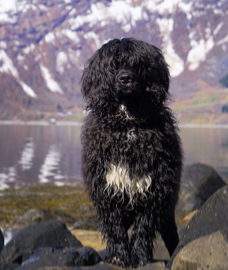 Portuguese Water Dog