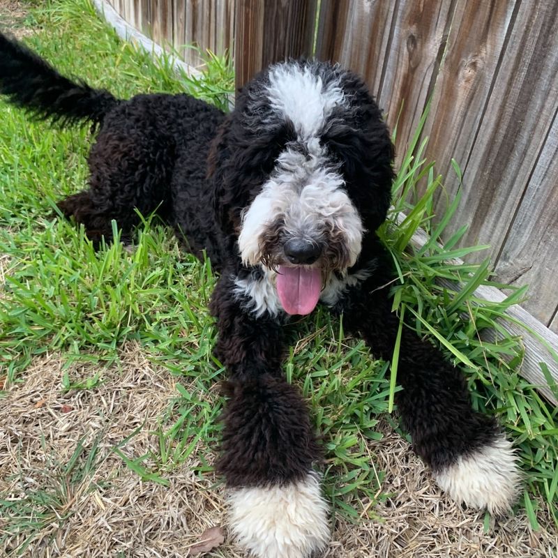 Portuguese Water Dog