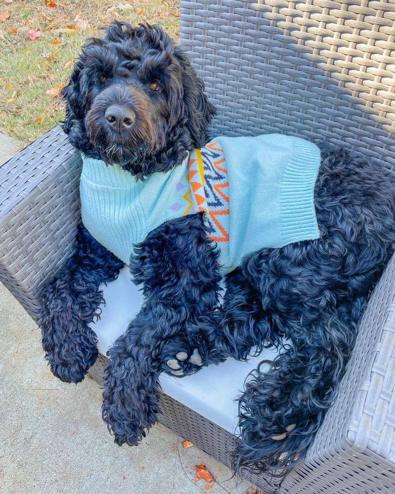 Portuguese Water Dog