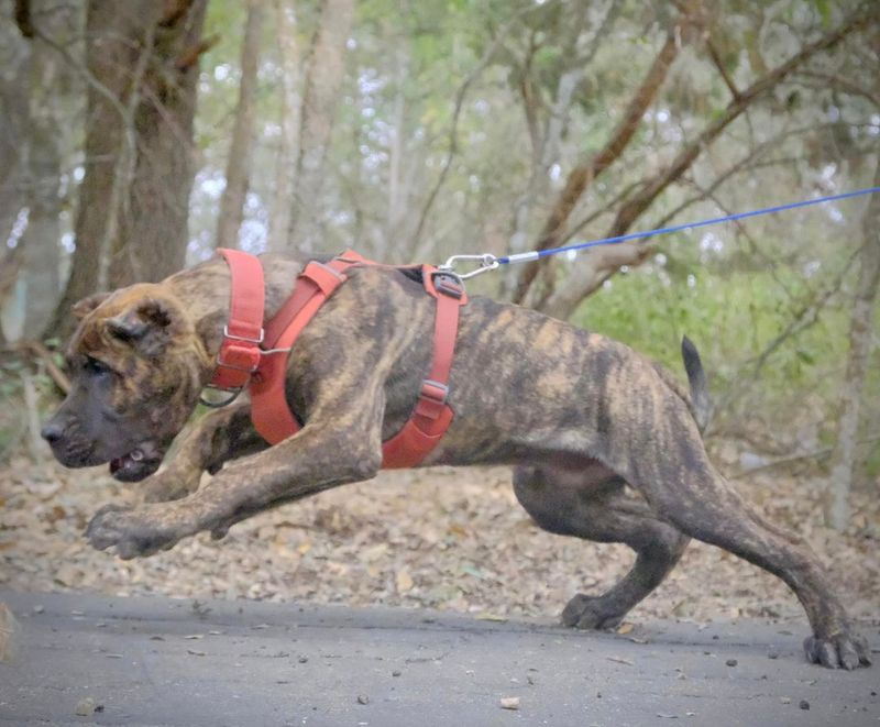 Presa Canario