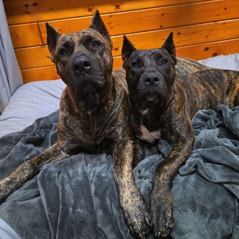 Presa Canario