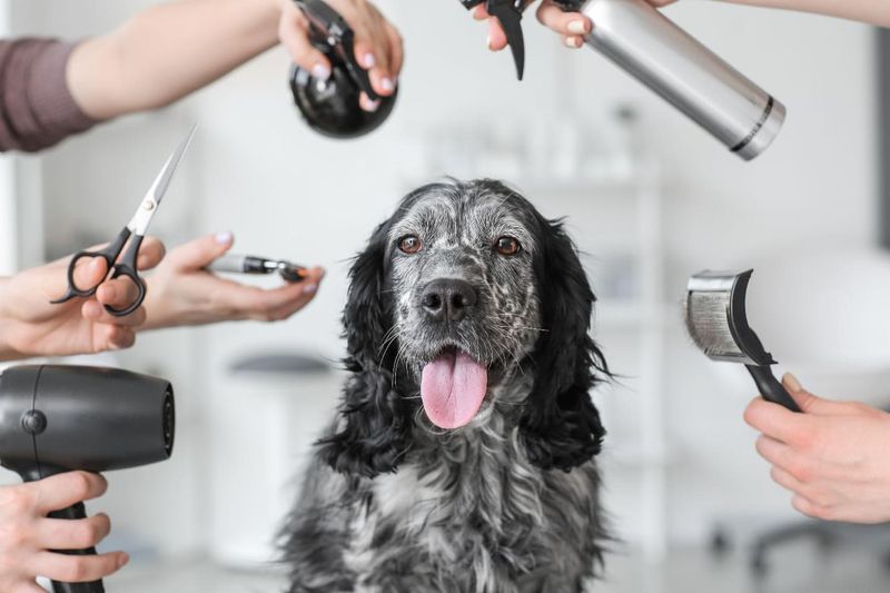 Professional Grooming