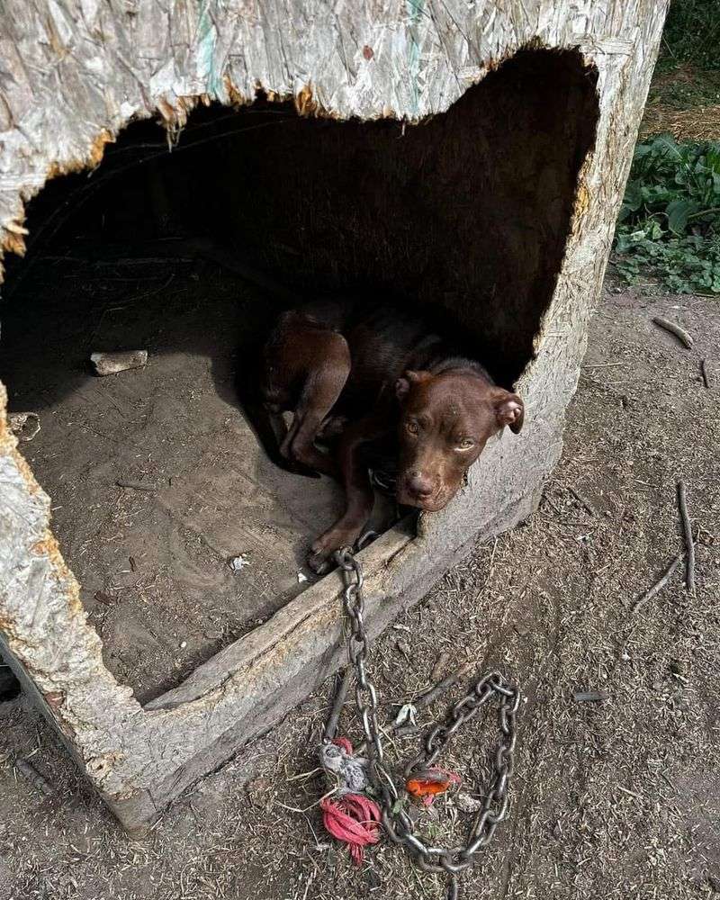 Proper Shelter