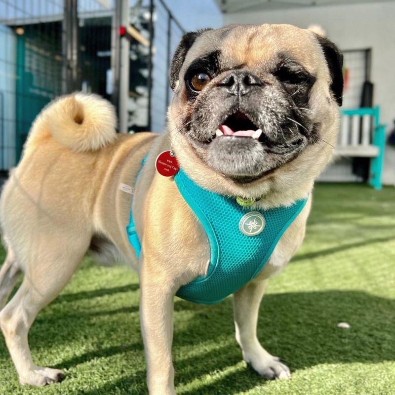 Pug