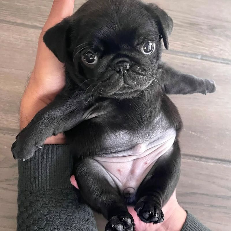 Pug