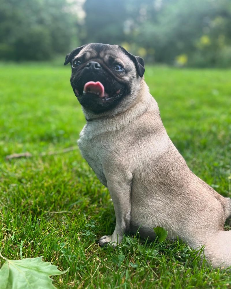 Pug