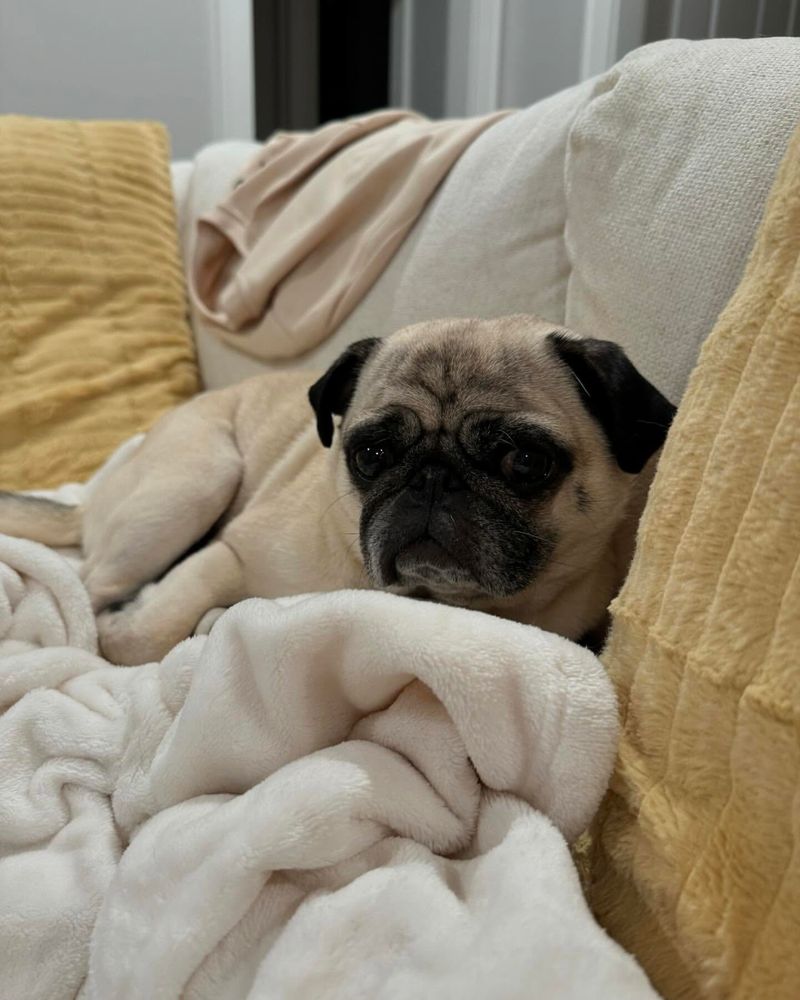 Pug