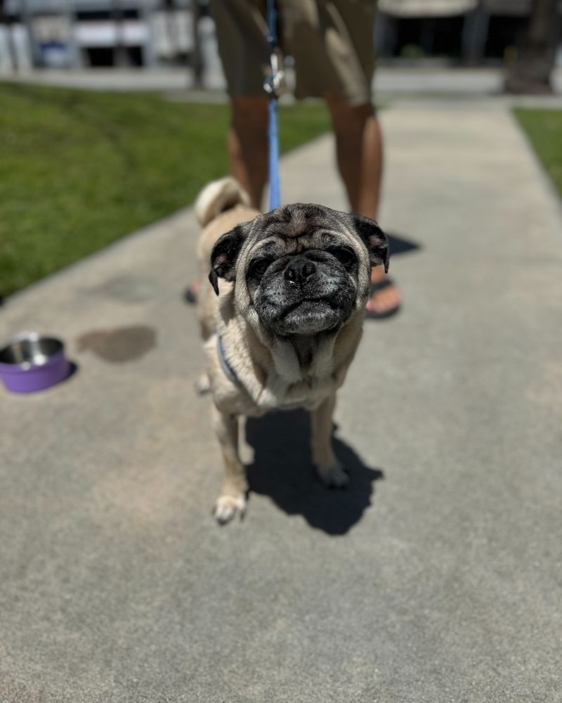 Pug