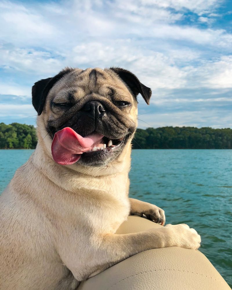Pug