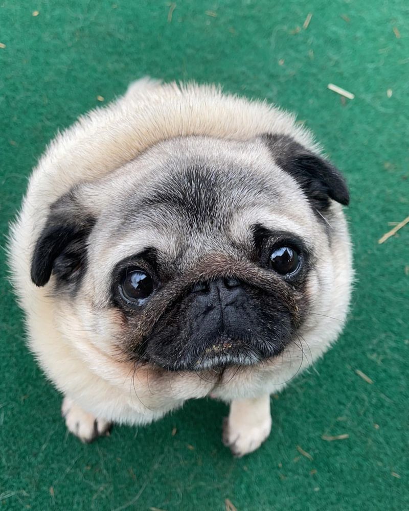 Pug