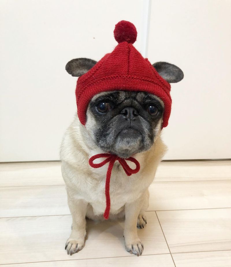 Pug