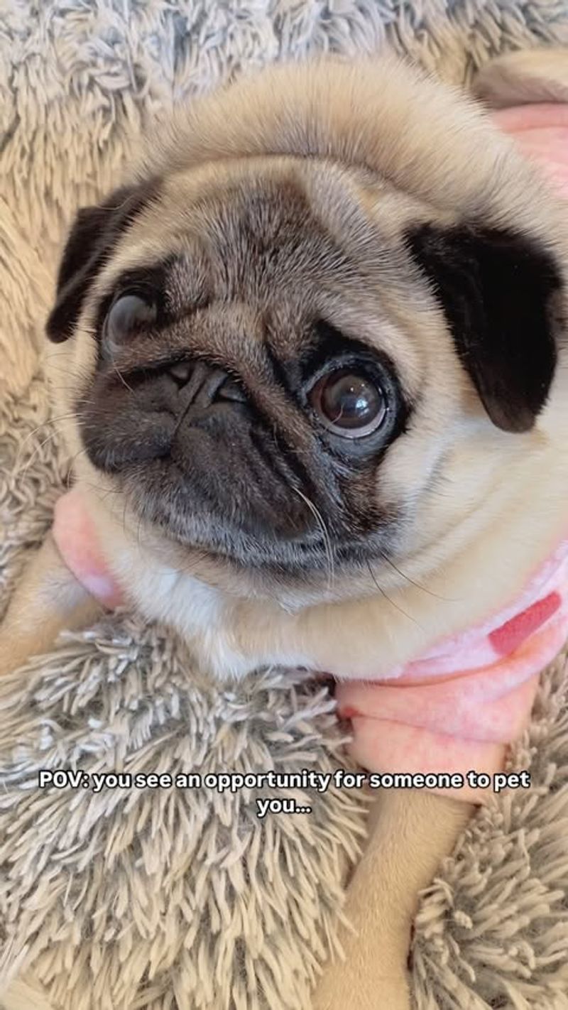 Pug