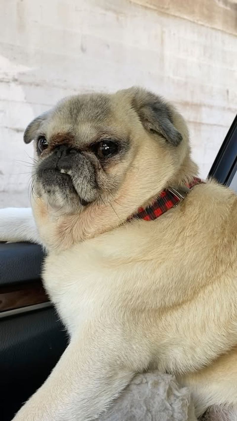 Pug