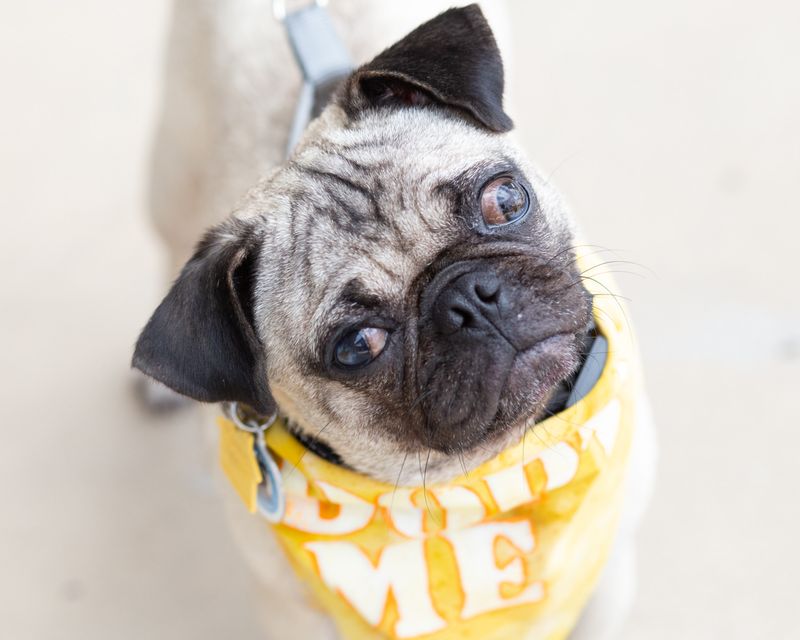 Pug