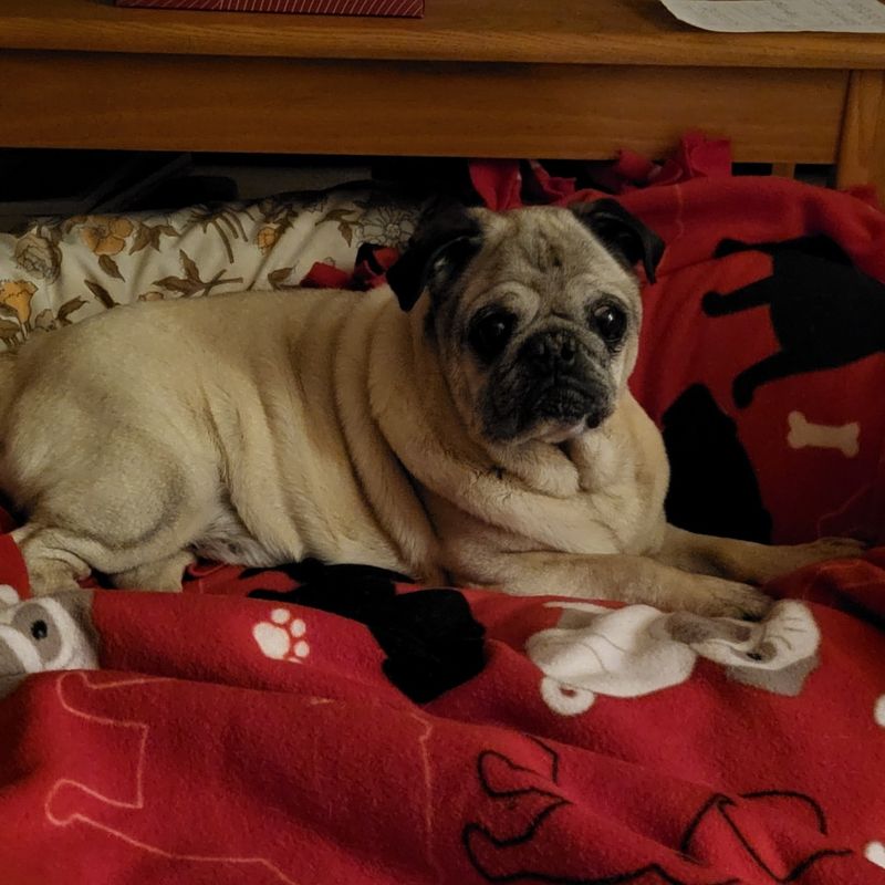 Pug