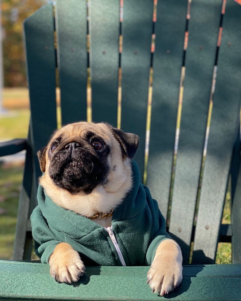 Pug