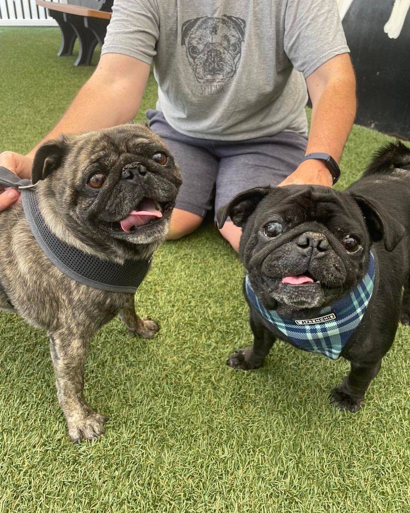 Pug