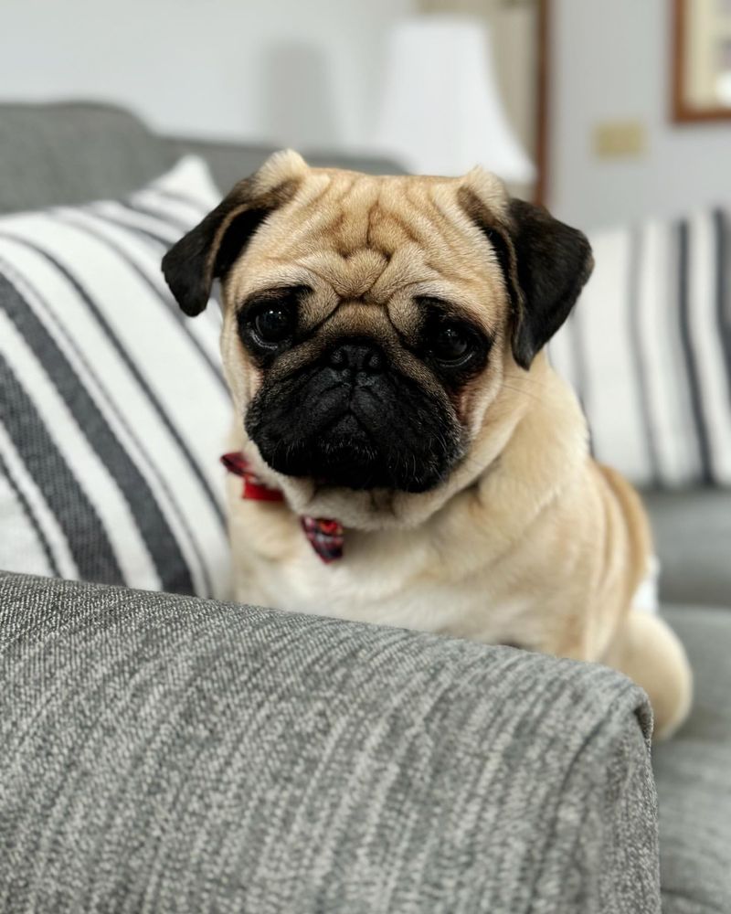Pug