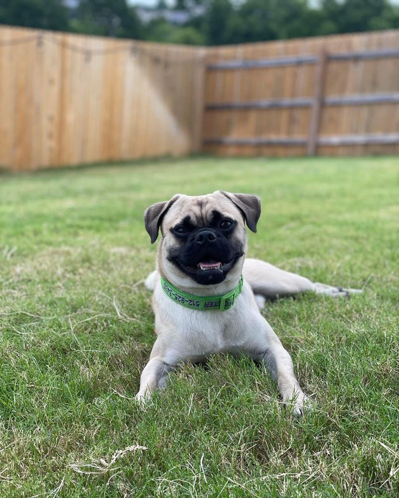Pug