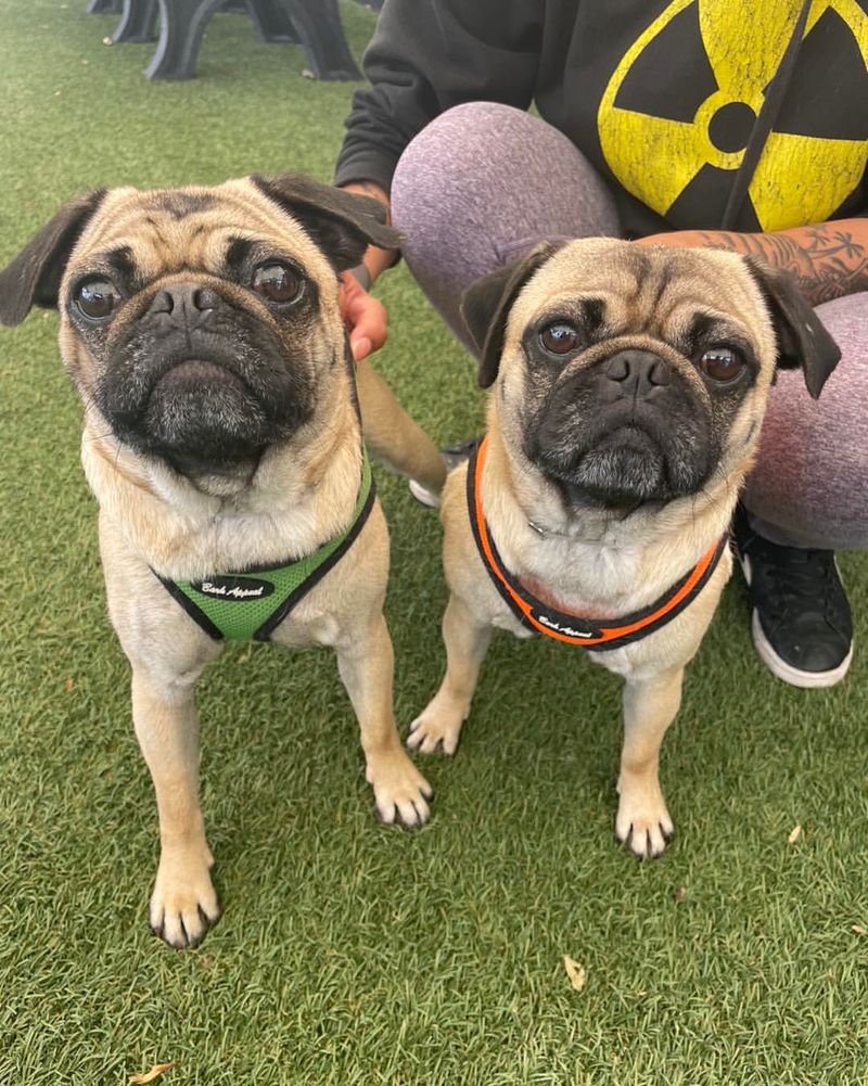 Pug