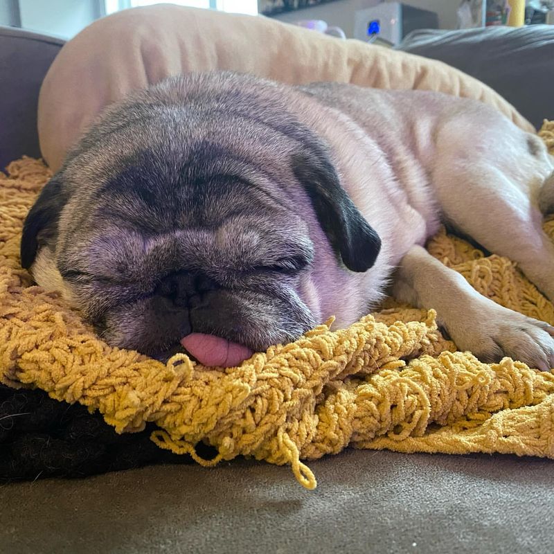 Pug