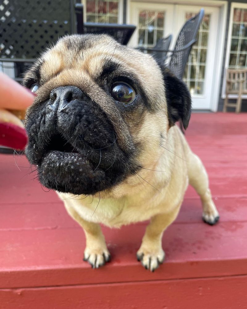 Pug