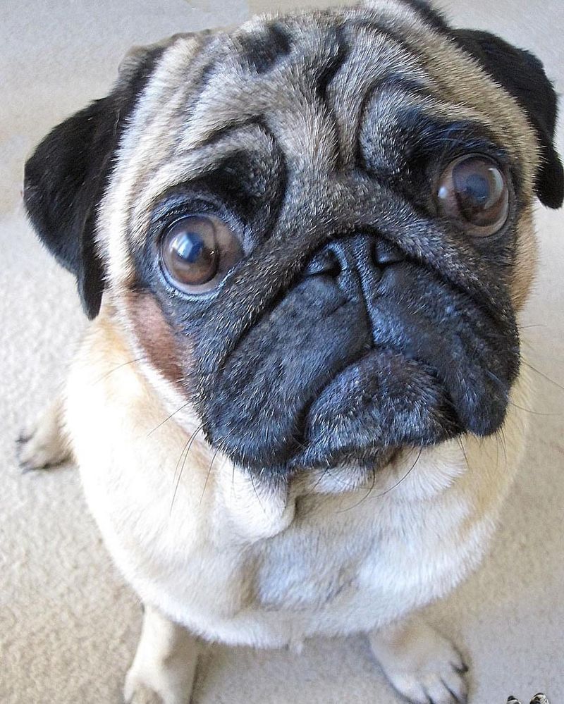 Pug