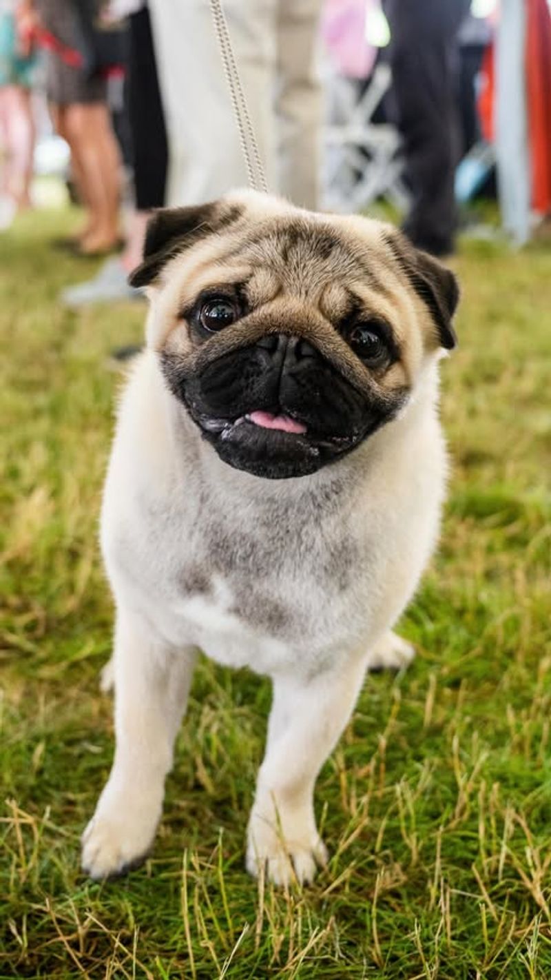 Pug