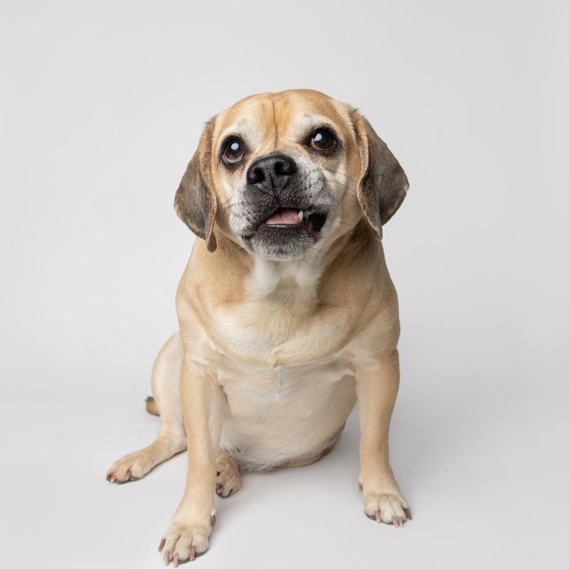 Puggle