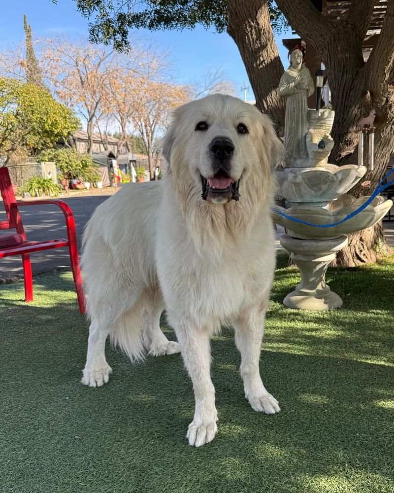 Pyrenean Mastiff